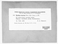 Cyathus striatus image